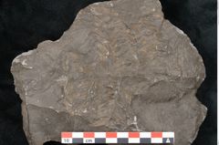 Foto (Detailansicht) von Odontopteris minor Brongniart (NHMW-GEO-2024-0188-10715)